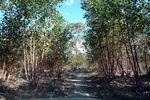28708P1010725-1.JPG
