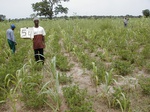 12232GT054_mais_groundnut.JPG