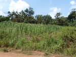 19808P1010657.JPG