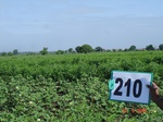 70980210a-rainfed-agriculture-mixedcrop-cotton-gram.jpg