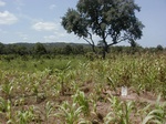 12062GT006_GuineeCorn_and_maize.jpg