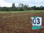 123930103c-rainfed-agriculture-tobacco-millet.gif