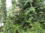 47735CIMG4072.JPG