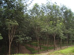 15885IMG_4432.JPG