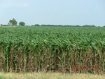 29479CIMG0783.JPG