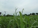 18375P1000211.JPG