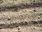 8157vp-044-Irrigated (Surface water) winter wheat-a.jpg