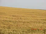 29751CIMG1075.JPG