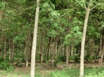 43960CIMG1145.JPG