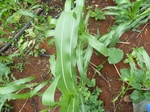 19976P1010826.JPG
