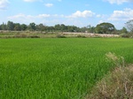 1803720091222_gt02a_Agriculture_Rice_Irrigated_Triple_Continous.JPG