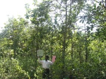 7733gt012b-forests-y-teak.jpg