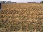 3336R0017375.JPG