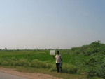 7734gt0130a-cultivated-irrigated-minor-tank-rice.jpg