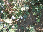 10371vp-062-Irrigated (Surface water) cotton-b.jpg