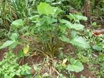 20070P1010921.JPG