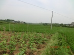 53933CIMG3706.JPG