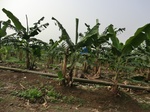 50454CIMG1083.JPG