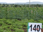 68840140b-irrigated-supplemental-major-lift-irrigation-mixedcrop-soyabean-sorghum-maize-cotton.jpg