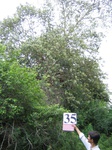 827835-forest-rockout-crops-a.jpg