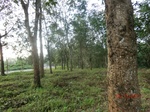 53076CIMG4408_调整大小.JPG