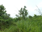 54981Berau (282).JPG
