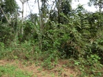 46580CIMG0869.JPG