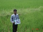 132360343c-irrigated-canal-rice.gif