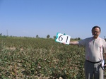 8095061-Irrigated (Surface water) cotton-b.jpg