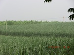 33127CIMG2362.JPG
