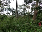 43460CIMG0267.JPG