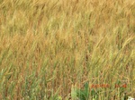 29595CIMG0862.JPG