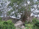 1056269-forest-remnant-degraded-c.gif