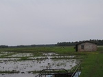1174411-cropland-rice-a.jpg