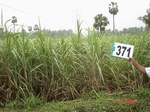 76240371b-irrigated-canal-mixedcrop-sugarcane-dominant-banana.jpg