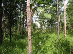 43678pic2.jpg