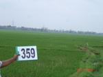 75840359b-irrigated-canal-rice-doublecrop-greengram-blackgram-tripplecrop.jpg