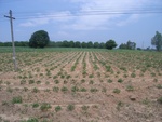 34596RIMG0062.JPG