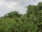 49578CIMG5915.JPG