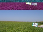 11542049-Irrigated (SW) maize-gram-strips-b.jpg