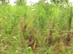 50333CIMG0962.JPG