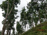 53321CIMG6601.JPG