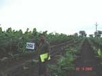 129550266d-irrigated-supplemental-groundwater-drip-irrigation-plantation-banana.gif