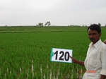 124460120a-irrigated-canal-rice-single-crop.gif