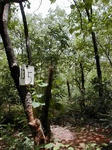 12134GT135_woodland.JPG