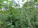 46433CIMG0722.JPG