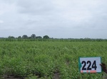 128030224c-rainfed-agriculture-mixedcrop-greengram-cotton-gram.gif