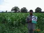 69950175b-irrigated-supplemental-groundwater-millet-dominant-cotton-onion-maize.jpg