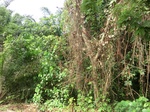 46909CIMG3246.JPG