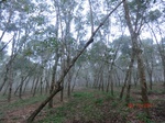 52880CIMG4965_调整大小.JPG